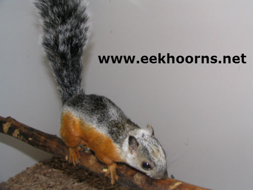 witkopatrirufus rick 062txt.jpg